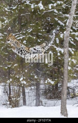 Amur Leopard In The Snow Stock Photo