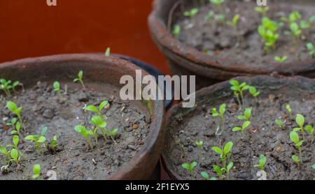 little plants germinated from seeds in clay pots in home organic garden. tiny green saplings with two leaves. copy space background. outdoor shot. Stock Photo