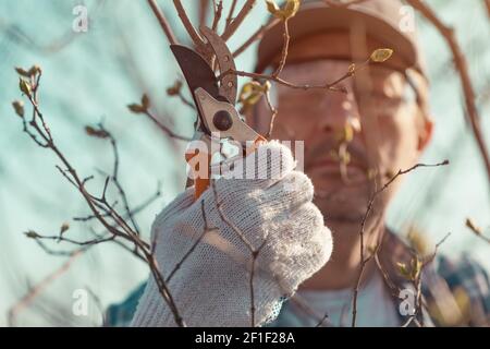 Farmer cutting branches in cherry fruit orchard with pruning shears, close up with selective focus Stock Photo