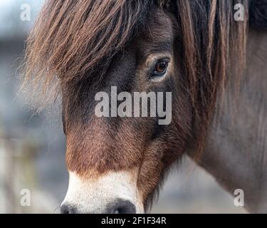 exmoor pony Stock Photo
