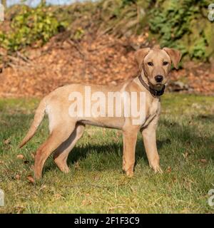 yellow labrador retriever puppy Stock Photo