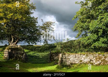 countryside view entrance to fields trees and hedgerow Stock Photo