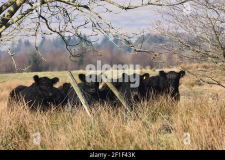 Galloway cattle, Marbrack Farm, Carsphairn, Dumfries & Galloway Stock Photo