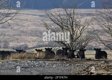 Galloway cattle, Marbrack Farm, Carsphairn, Dumfries & Galloway Stock Photo