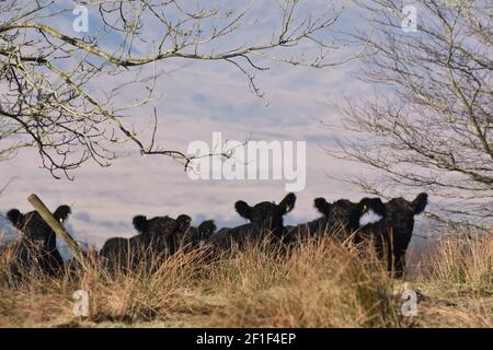 Galloway cattle, Marbrack Farm, Carsphairn, Dumfries & Galloway Stock Photo