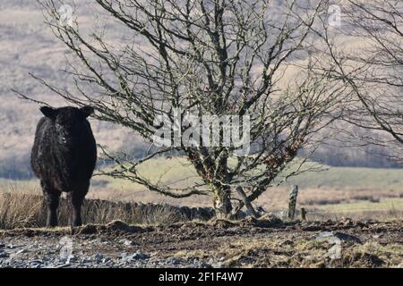 Galloway cattle, Marbrack Farm, Carsphairn, Dumfries & Galloway Stock Photo