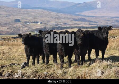 Galloway cattle, Marbrack Farm, Carsphairn, Dumfries & Galloway Stock Photo