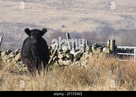 Galloway cattle, Marbrack Farm, Carsphairn, Dumfries & Galloway Stock Photo