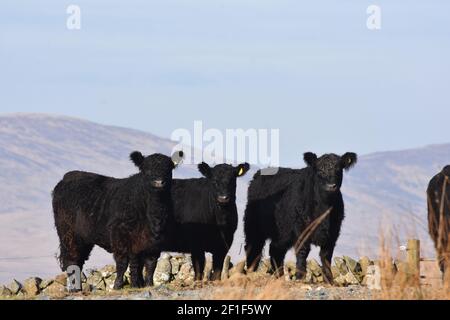 Galloway cattle, Marbrack Farm, Carsphairn, Dumfries & Galloway Stock Photo