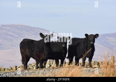 Galloway cattle, Marbrack Farm, Carsphairn, Dumfries & Galloway Stock Photo