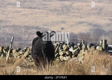 Galloway cattle, Marbrack Farm, Carsphairn, Dumfries & Galloway Stock Photo