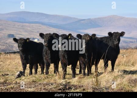 Galloway cattle, Marbrack Farm, Carsphairn, Dumfries & Galloway Stock Photo