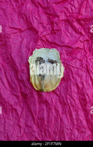 dried rose petal on crumpled paper Stock Photo