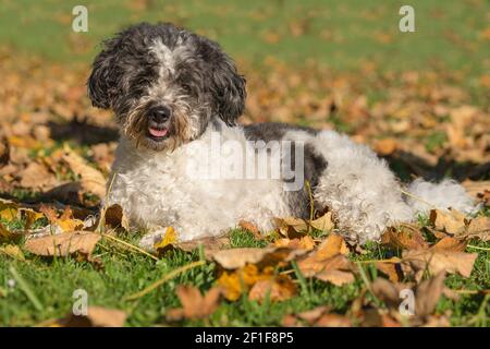 Charly (2) Stock Photo