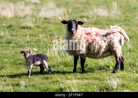 Baby spring lamb following after its mother in a Suffolk farm field. Springtime concept Stock Photo