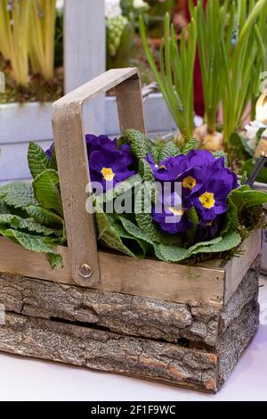 Group of spring flowers of primroses, closeup, backdrop for your design, eco farming and gardening concept Stock Photo