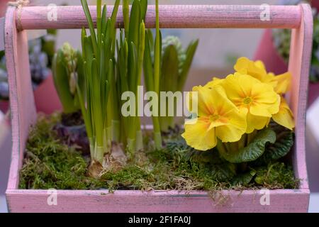 Group of spring flowers of primroses, closeup, backdrop for your design, eco farming and gardening concept Stock Photo