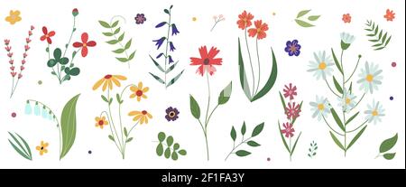 Collection of wild blooming meadow flowers. Flat colorful botanical vector illustration. Stock Vector