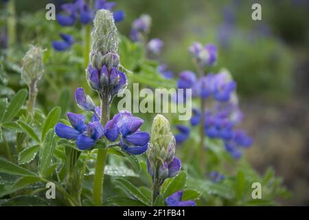 Royal Candles or Veronica spicata. Icelandic flowers Stock Photo
