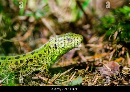 Male Lacerta Agilis Sand Lizard Reptile Animal Close-up Stock Photo