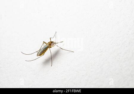 Dangerous Infected Culex Mosquito on White Wall, Leishmaniasis, Encephalitis, Yellow Fever, Mayaro Disease, Malaria, Zika, EEEV or EEE Virus Infectiou Stock Photo
