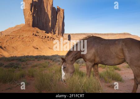 Young wild horse in Monument Valley, Utah. Stock Photo