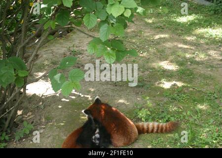 Cute red panda cubs playing on a sunny day in summer in the outdoor enclosure in a zoo Stock Photo