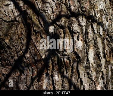 The patterns of tree bark wit strong side lighting Stock Photo