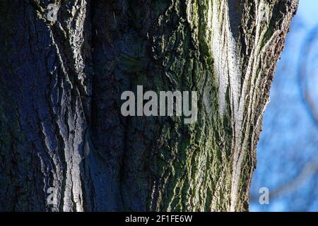 The patterns of tree bark wit strong side lighting Stock Photo