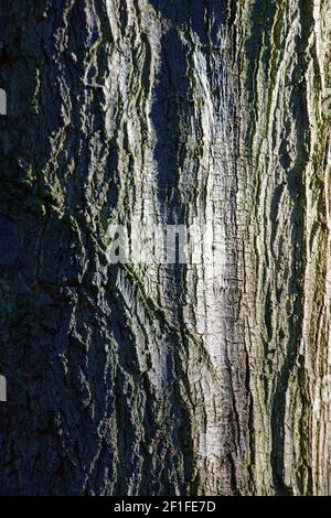 The patterns of tree bark wit strong side lighting Stock Photo
