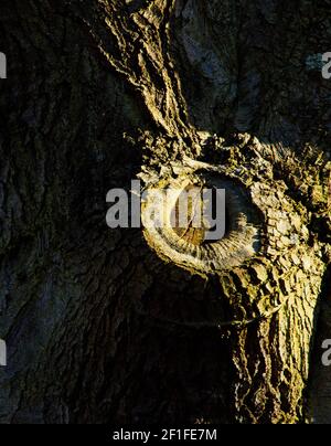 The patterns of tree bark wit strong side lighting Stock Photo