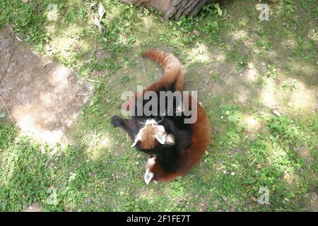 Two red panda cubs (Ailurus fulgens) playing in their enclosure in a zoo on a sunny summer day Stock Photo
