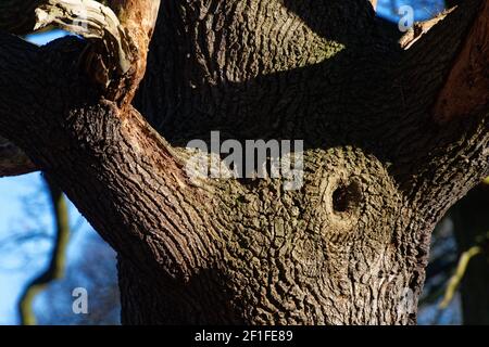 Knot hole in a tree Stock Photo