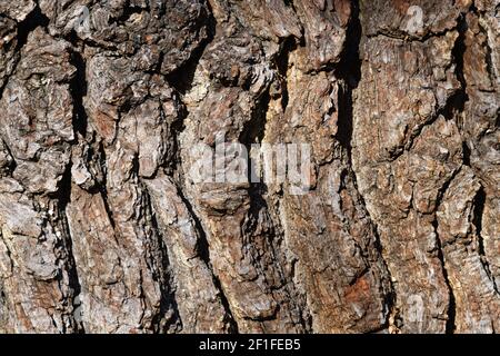 The patterns of tree bark wit strong side lighting Stock Photo