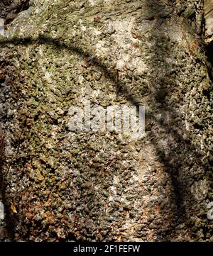 The patterns of tree bark wit strong side lighting Stock Photo