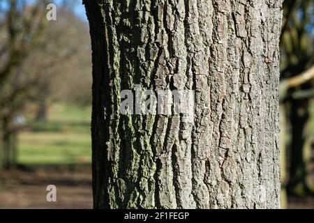 The patterns of tree bark wit strong side lighting Stock Photo