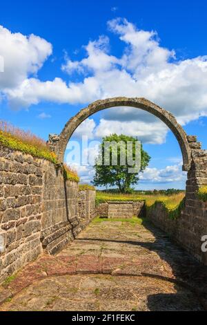 Single tree framed by an arch in a old abbey ruins Stock Photo