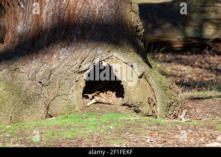 Knot hole in a tree Stock Photo