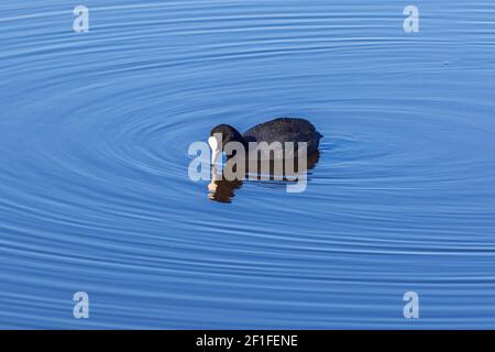 Coot bird dipping its beak into the water Stock Photo