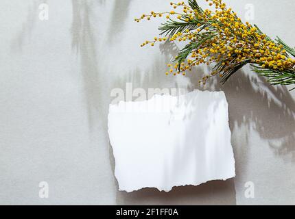 Modern spring stationery still life. Blank white sheet of paper and mimosa flowers with interesting shadows on a gray background. Mock up, top view Stock Photo