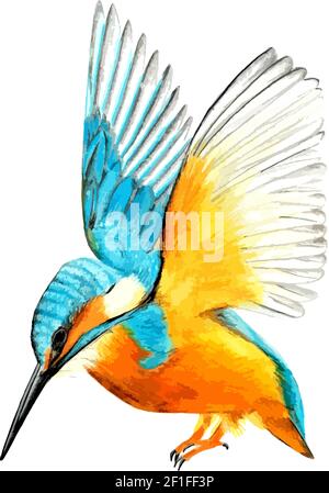 Hand drawn watercolor colorful illustration of blue and orange alcedo isolated on white background. Stock Vector