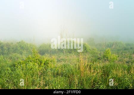 An unusual state of midsummer wildlife. Thick cold fog over the sedge meadow and the rising sun penetrates through the haze and creates a colorful pic Stock Photo