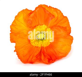 Orange poppy flower isolated on white background Stock Photo