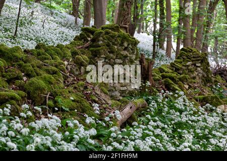 A mossy drystone Cotswold wall surrounded by wild garlic in woods near Stroud, the Cotswolds, Gloucestershire, UK Stock Photo