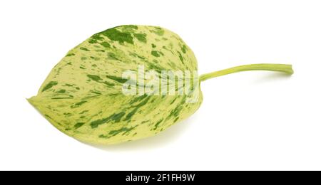 Pothos leaf isolated on white background Stock Photo