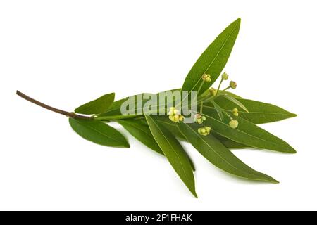Californi laurel bay branch  isolated on white background Stock Photo