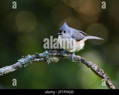 Portrait of an adult tufted titmouse, Baeolophus bicolor. Stock Photo