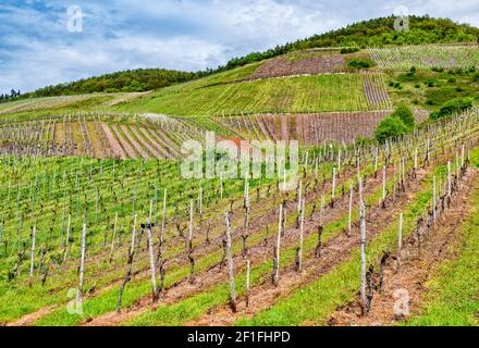 Vineyards near town of Reil, municipality of Traben-Trarbach, Moselle Valley, Rhineland-Palatinate, Germany Stock Photo