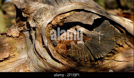 Knot hole in a tree Stock Photo