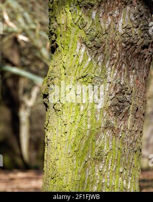 Moss growing on the deep grooves of a tree trunk Stock Photo